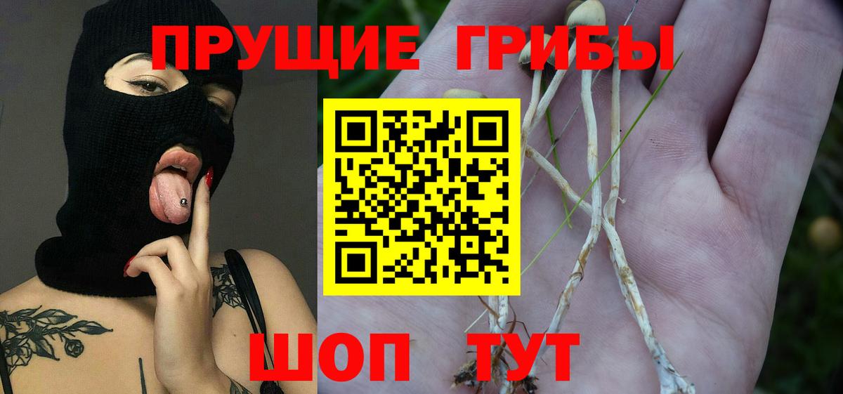 Псилоцибиновые грибы Psilocybe Липецк